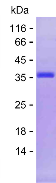ABCB1 (human), recombinant protein