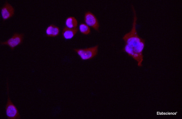 Anti-beta actin, clone 2B2