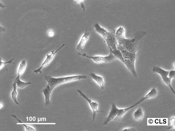 Hep-CLS-1W Cells