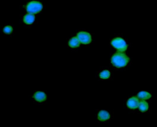 Anti-CD152 / CTLA4, clone 4F2