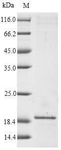 Major allergen Mal d 1 (MALD1), Malus domestica, recombinant