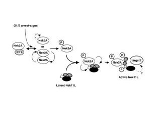 Anti-NEK2 (NIMA (never in mitosis gene a)- related kinase 2)