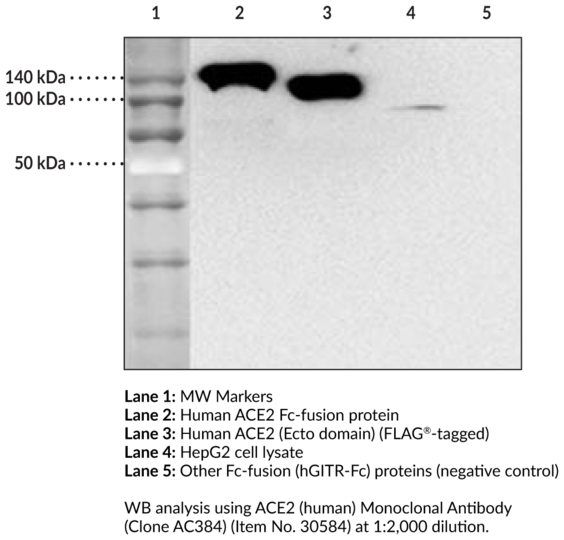 Anti-ACE2 (human) (Clone AC384)