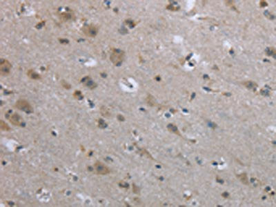 Anti-EGFL8