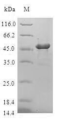 Gamma-crystallin D (CRYGD), human, recombinant