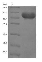 Serpin B4 (SERPINB4), human, recombinant
