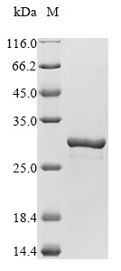 Apoptosis-associated speck-like protein containing a CARD (Pycard), mouse, recombinant