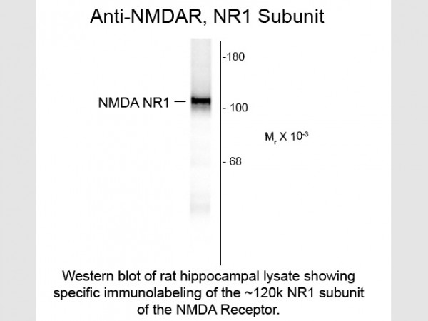 Anti-NMDA NR1 Subunit, clone R1JHL