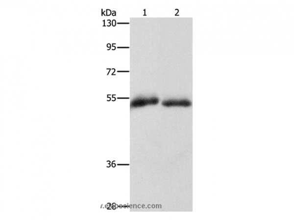 Anti-CD36