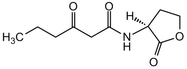 N-(3-Oxohexanoyl)-L-homoserine lactone