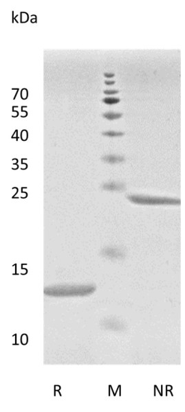 Recombinant Human Transforming Growth Factor-beta1