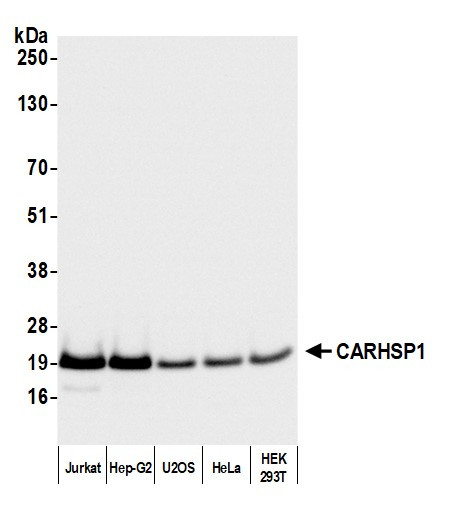 Anti-CARHSP1