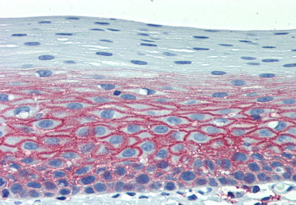 Anti-CD82, clone C33