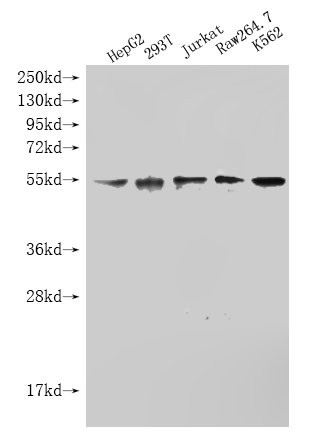 Anti-STK38L Monoclonal, clone 7B12B3