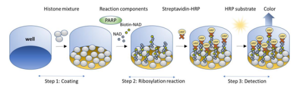 TNKS2 (PARP5B) Colorimetric Assay Kit
