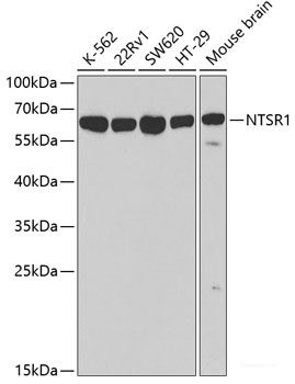 Anti-NTSR1