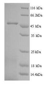Major royal jelly protein 1 (MRJP1), Apis mellifera, recombinant