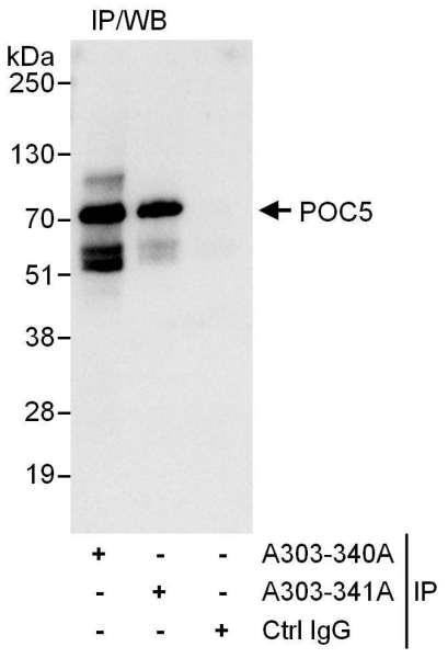 Anti-POC5