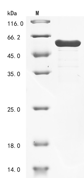 Troponin T, cardiac muscle (Tnnt2), mouse, recombinant