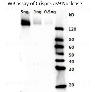 Anti-Rabbit Polyclonal Antibody to Crispr/Cas9