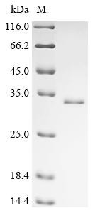 Putative transcription factor ovo-like protein 3 (OVOL3), human, recombinant