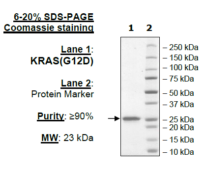 A KRAS (G12D), Isoform A, His-Tag