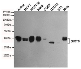 Anti-SIRT6, clone 6C9-D10-D3