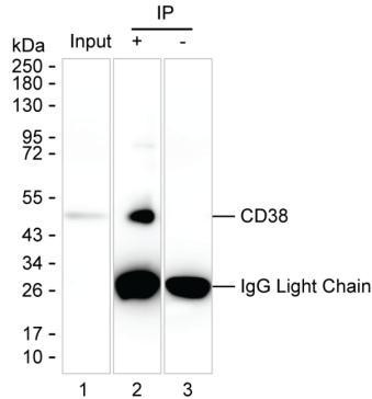Anti-CD38
