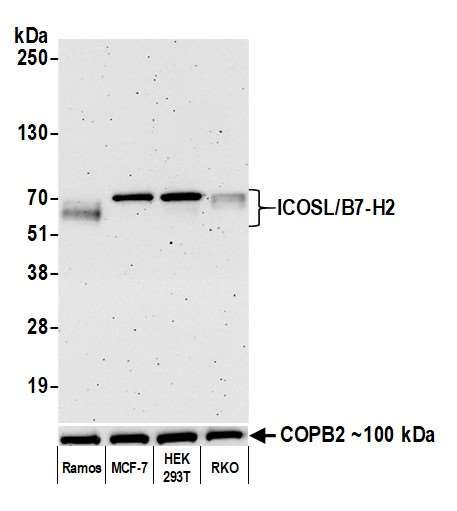 Anti-ICOSL/B7-H2 Recombinant Monoclonal