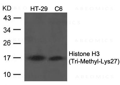 Anti-Histone H3 (Tri-Methyl-Lys27)