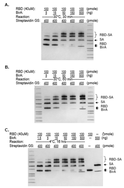 In Vitro Biotinylation Kit (with BirA tagless enzyme)
