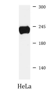 Anti-GCC2 / GCC185