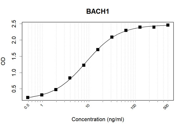 Anti-Human BACH1 Antibody Pair