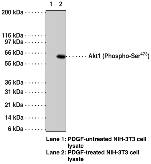 Anti-Akt1 (Phospho-Ser473) (Clone 104A282)