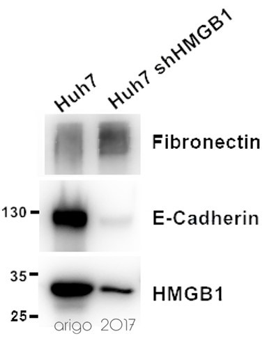 Anti-Fibronectin