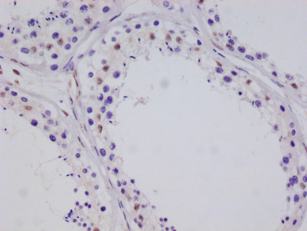 Anti-CRTC3 Recombinant Monoclonal, clone 10G3