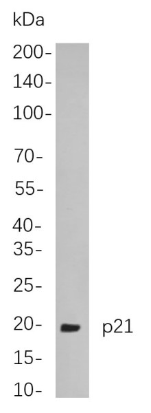 Anti-Recombinant p21, clone 5A2