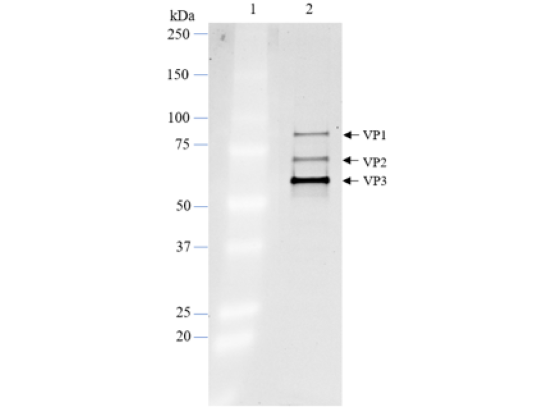 AAV-DJ SP-B-Luciferase