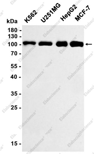 Anti-Recombinant DNA Ligase IV, clone C312759