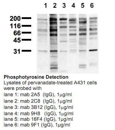 Anti-Phosphotyrosine (pYpY), clone 9F1
