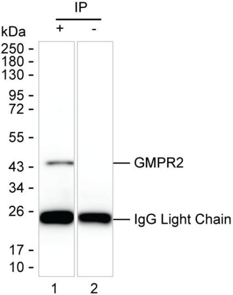 Anti-GMPR2
