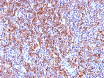 Anti-ICAM-3 / CD50, clone ICAM3/2873R