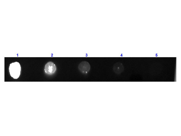Anti-Guinea Pig IgG (H&amp;L) [Goat] Fluorescein conjugated Fab fragment