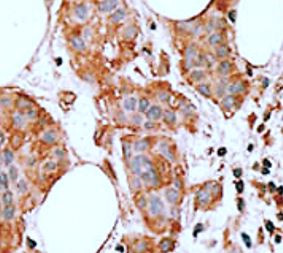 Anti-Bcl G