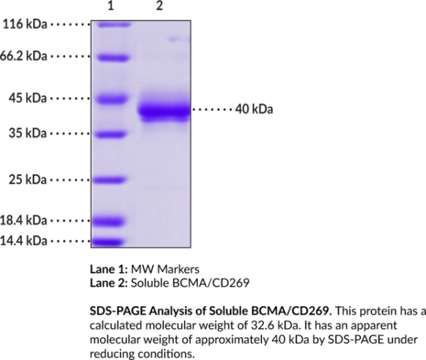Soluble BCMA/CD269 (human, recombinant)