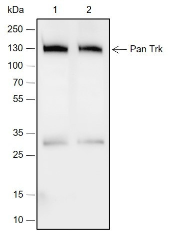 Anti-Recombinant Pan Trk, clone A687