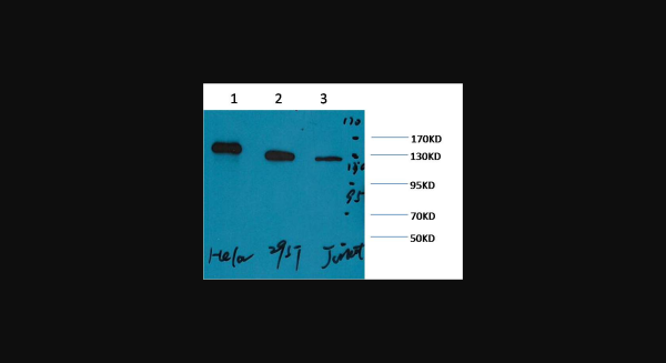 Anti-PARP, monoclonal