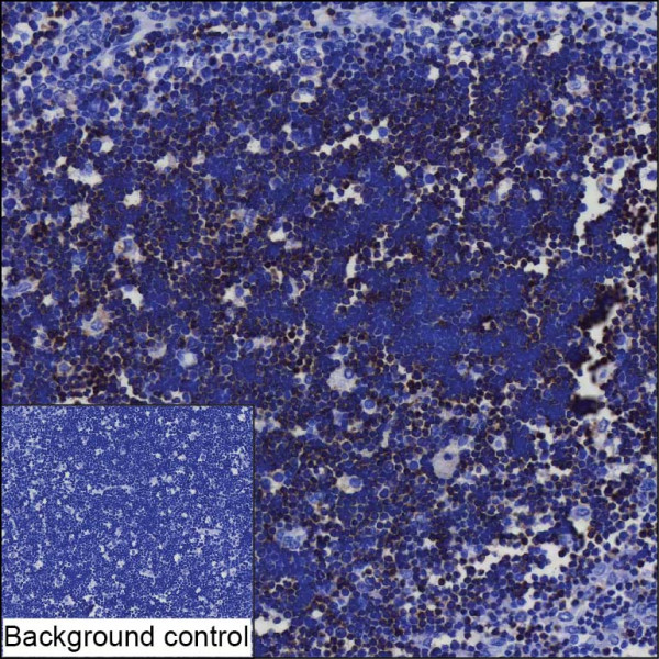 Anti-CD1C