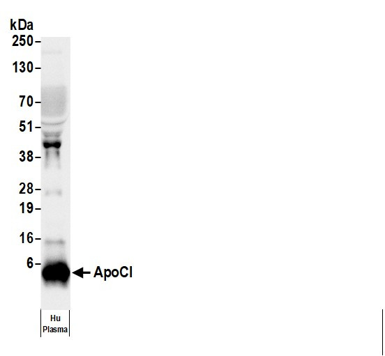 Anti-Human Apo CI [H07], HRP conjugated