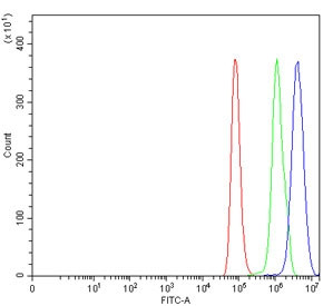 Anti-BRDT / Bromodomain testis-specific protein